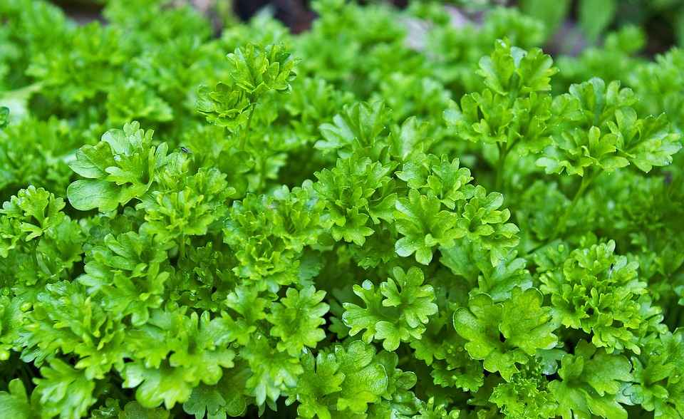 Can Rabbits Eat Parsley? (Safe or Toxic? Find Out Here!)