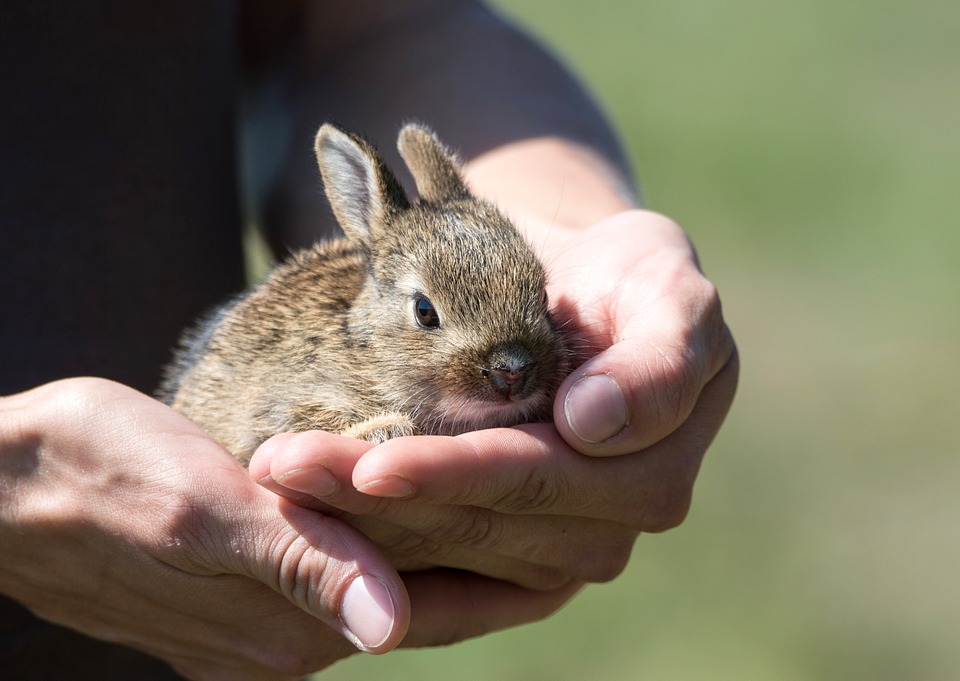 How to Safely Pick Up a Rabbit: A Guide for Beginners