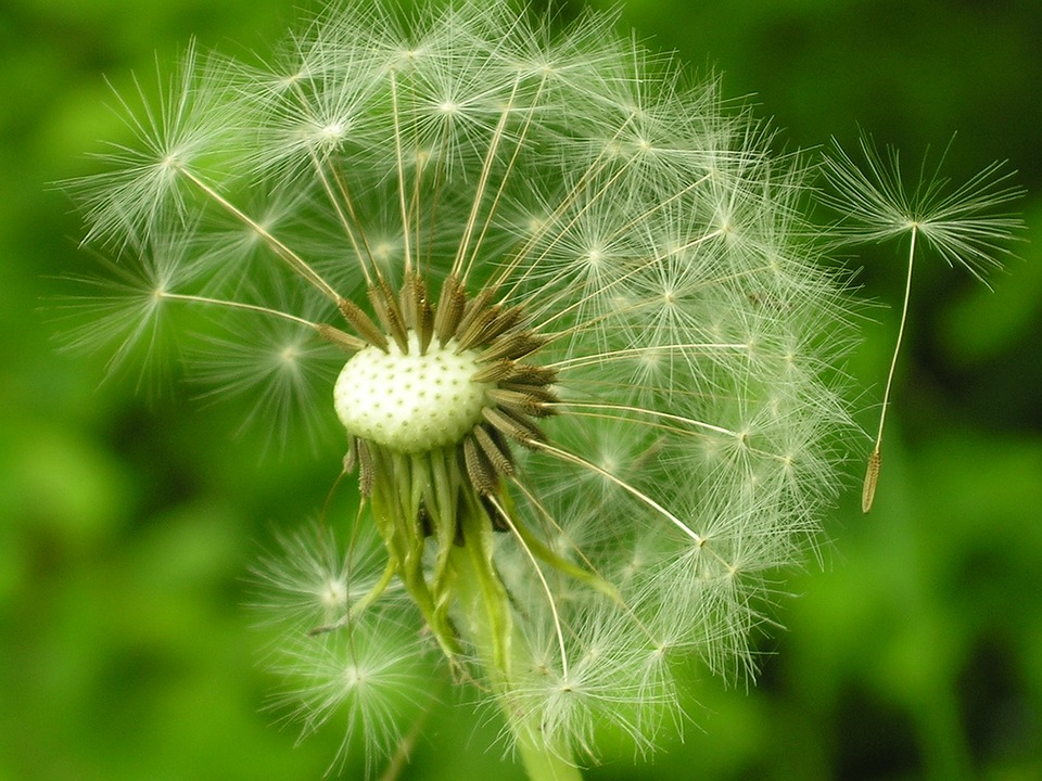 Can Rabbits Eat Dandelions? A Guide to Safe Treats for Your Bunny