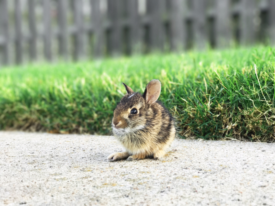 Caring for Baby Rabbits: A Complete Guide for New Owners