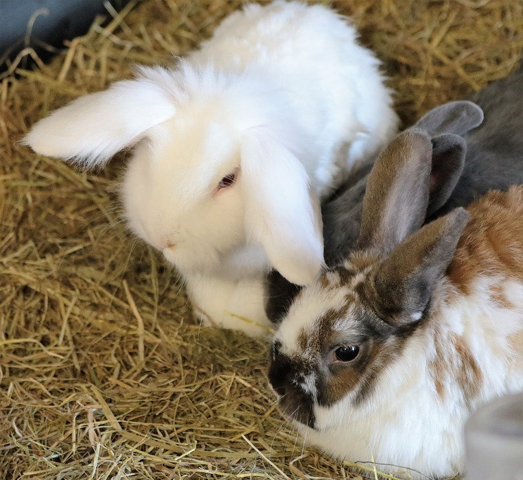 How to Tell if Your Rabbit is Pregnant: Signs and Symptoms