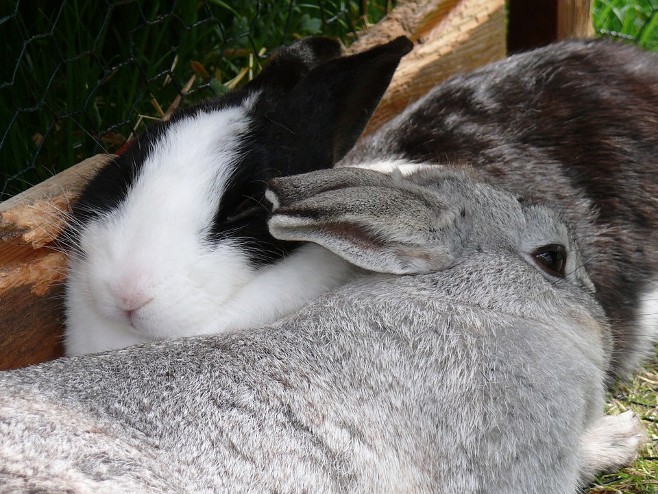 Can Rabbits Eat Peaches? (Safe Fruits for Bunnies)