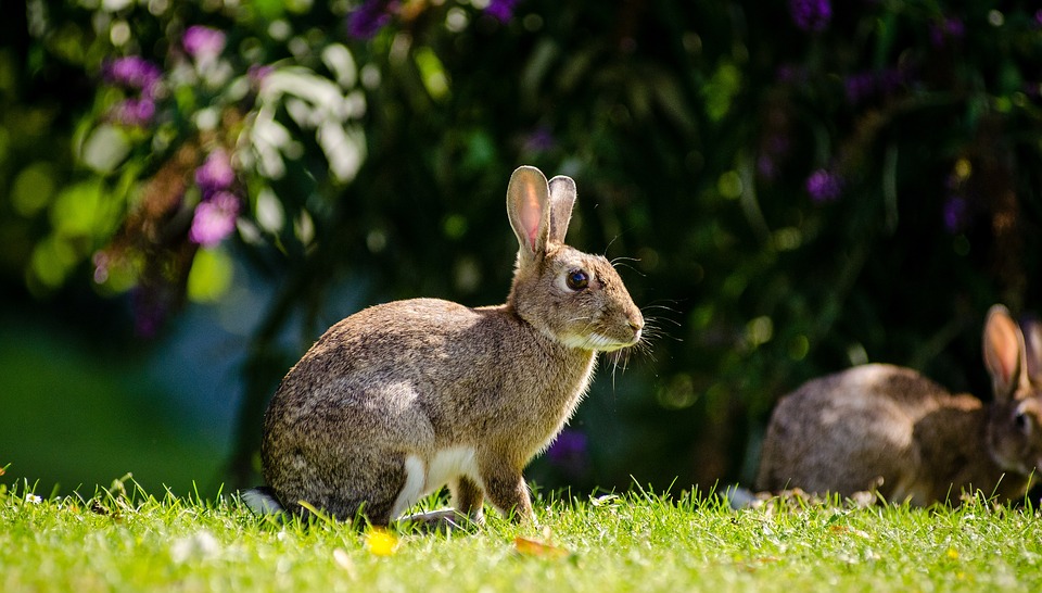 Newborn Rabbit Care: A Complete Guide for First-Time Owners