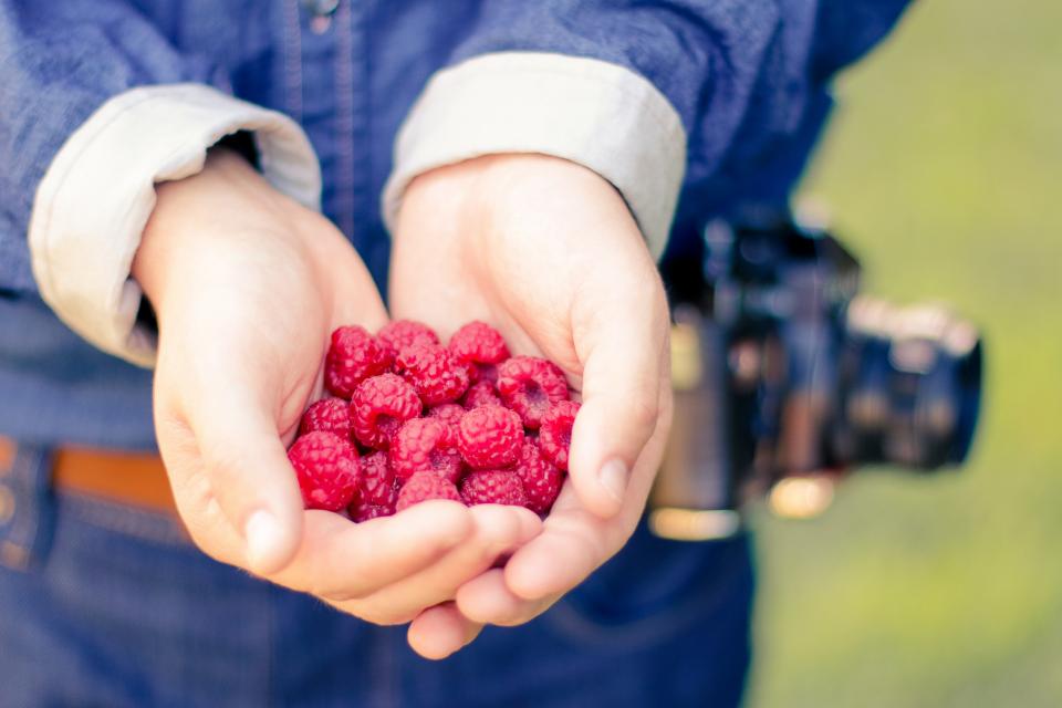 Can Dogs Eat Raspberries? A Vet-Approved Guide