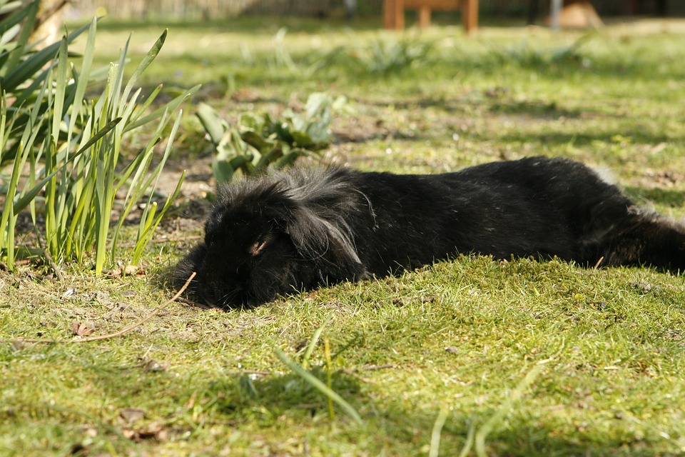 How Intelligent Are Rabbits? Unveiling the Secrets of Bunny Brains