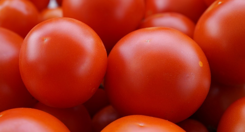 Are Tomatoes Safe for Dogs? What You Need to Know