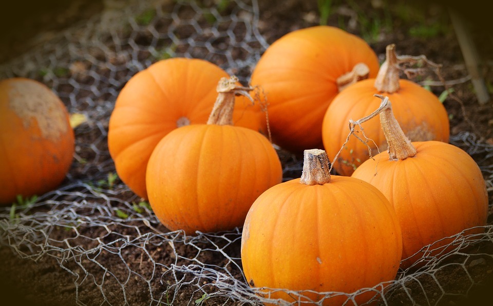 Can Rabbits Eat Squash? A Guide to Safe Vegetables for Bunnies