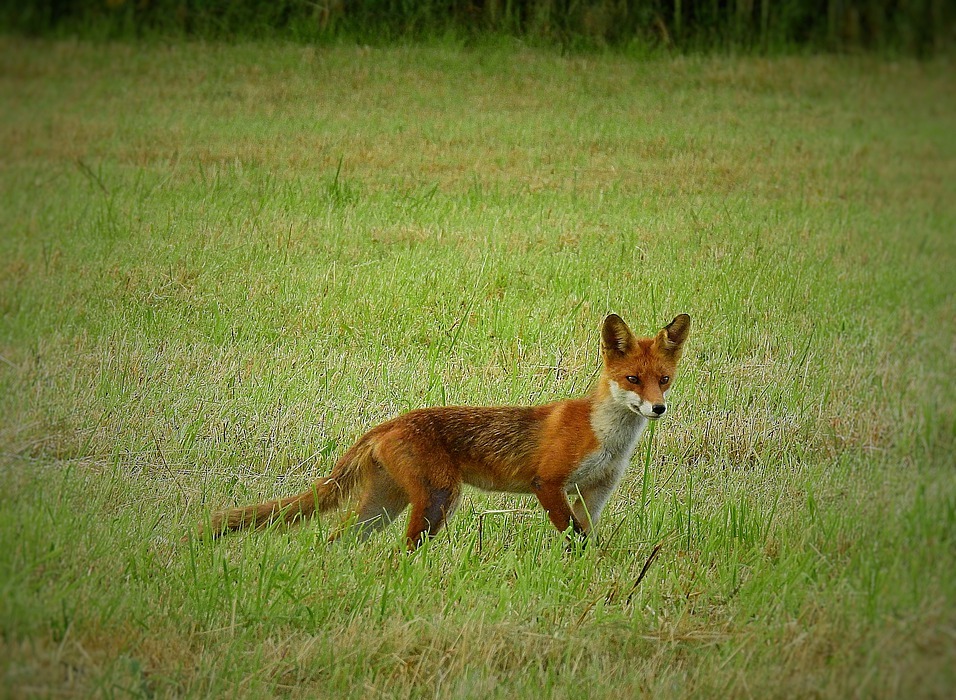 Do Foxes Eat Rabbits? A Look at Their Diet and Hunting Habits