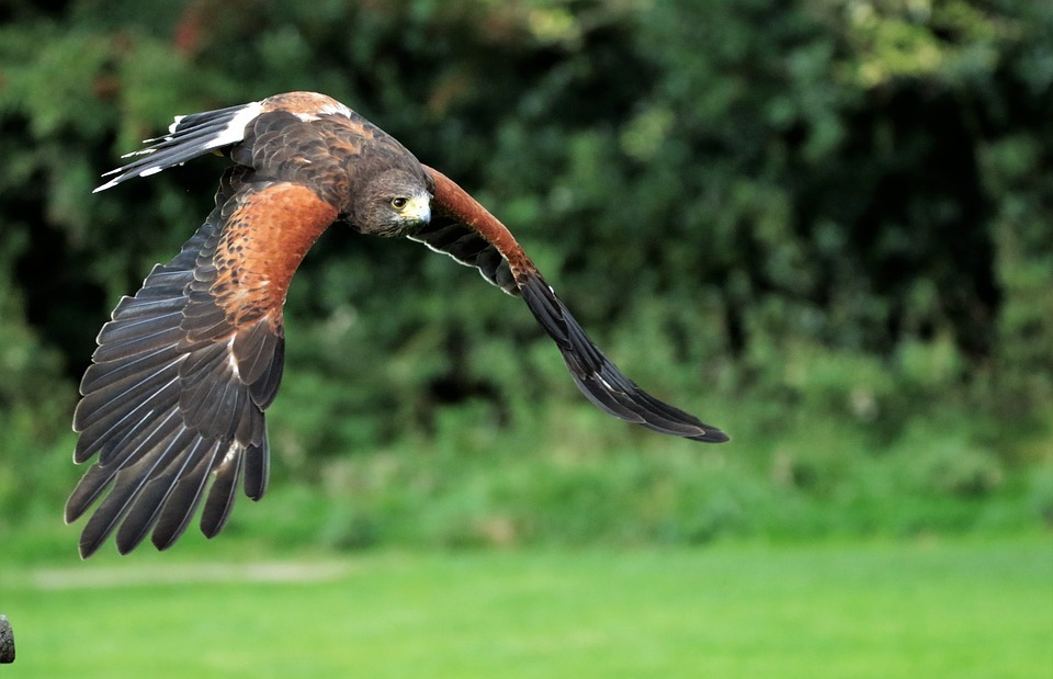 Do Hawks Eat Rabbits? A Look at Their Diet and Hunting Habits