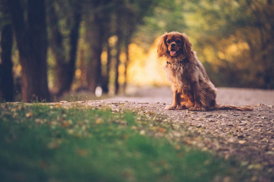 Dog Lifespan: Average Lifespans, Breed Comparisons, and Factors Affecting Longevity