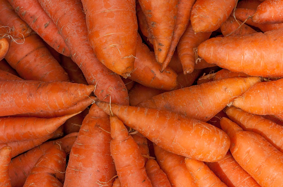 Can Rabbits Eat Carrots? (The Truth About This Popular Treat)