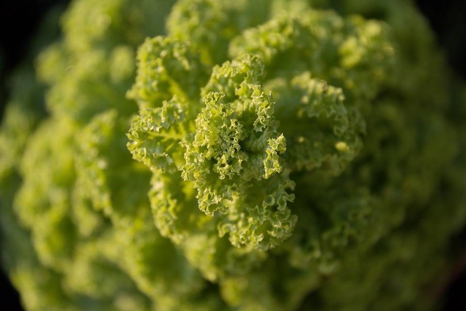 Can Rabbits Eat Broccoli? A Complete Guide to Feeding Your Bunny