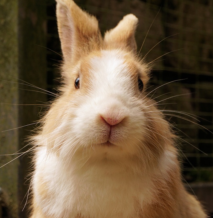 Safe and Healthy Vegetables for Baby Rabbits: A Complete Guide