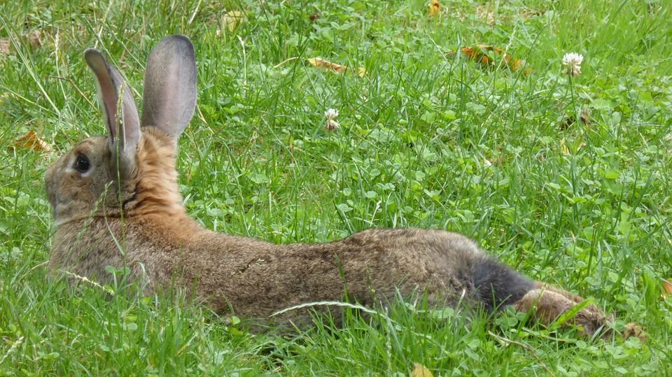 Can Rabbits See Colors? The Surprising Truth