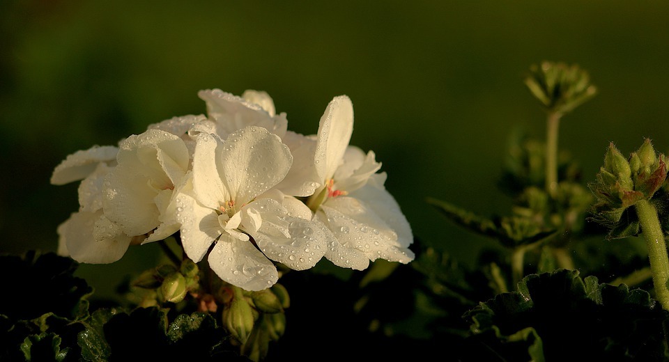 Can Rabbits Eat Geraniums? (Is It Safe?)