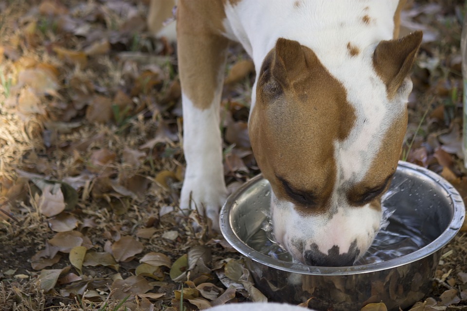 Can Dogs Eat Tuna: Is It Safe or Harmful?