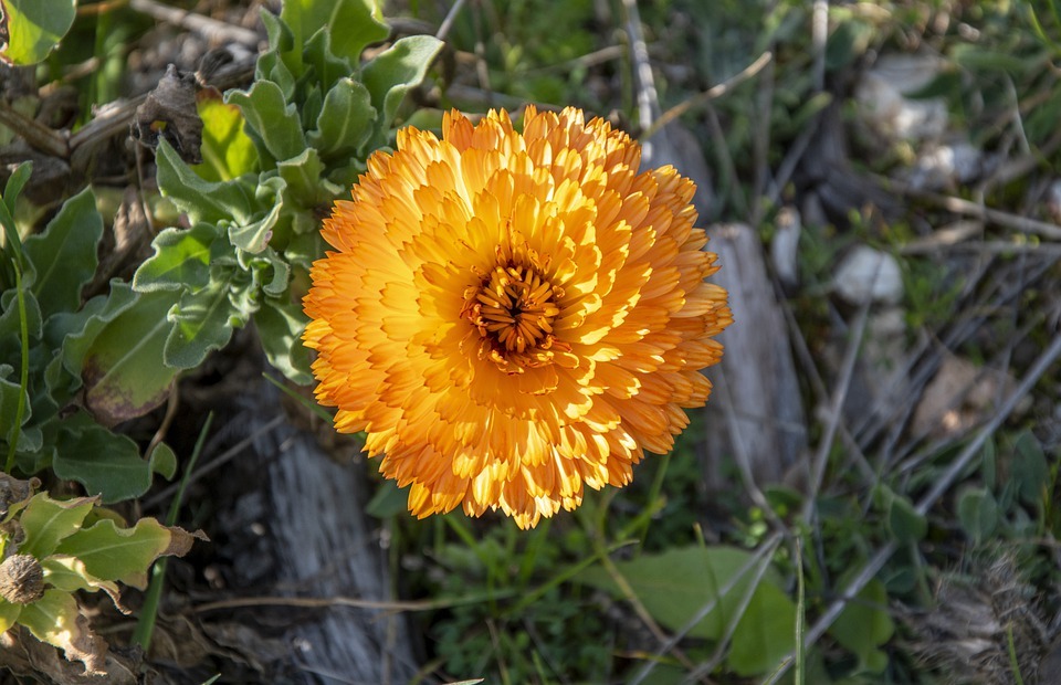 Do Marigolds Repel Rabbits?