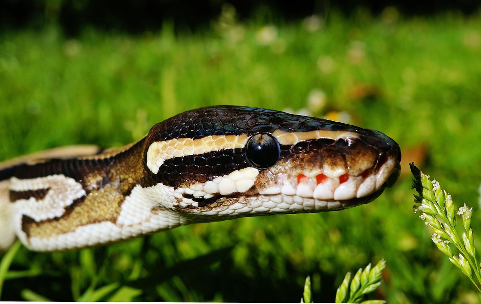 Do Snakes Eat Rabbits? A Guide to Snake Diet and Prey