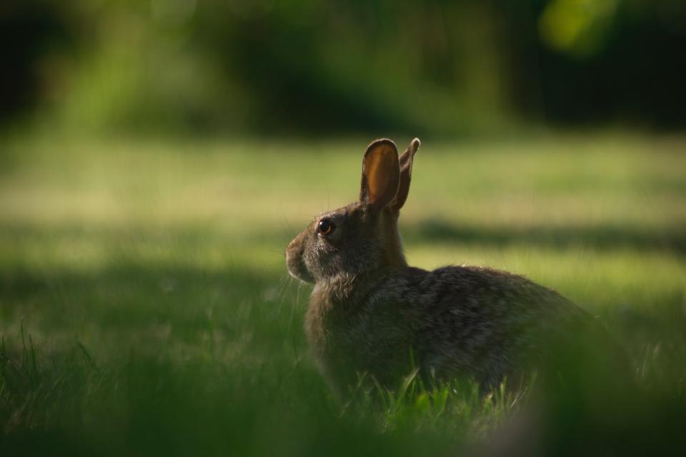 How Many Babies Do Rabbits Have? (A Complete Guide)