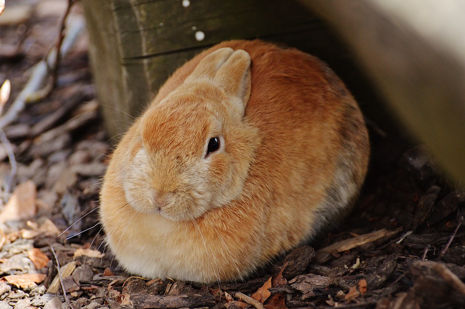 Can Rabbits Eat Basil? A Guide to Safe Herbs for Your Bunny