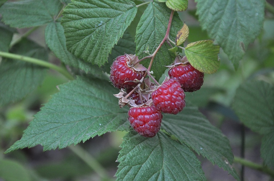 Can Rabbits Eat Raspberries? A Guide for Rabbit Owners