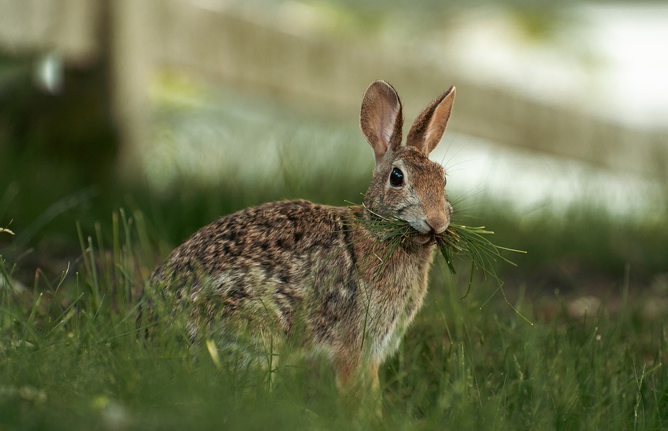 Cottontail Rabbit Diet: What Do They Eat in the Wild?