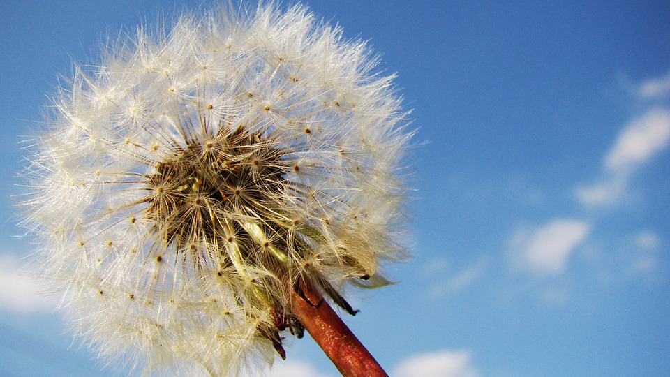 Can Rabbits Eat Dandelions? A Guide to Safe Treats for Your Bunny