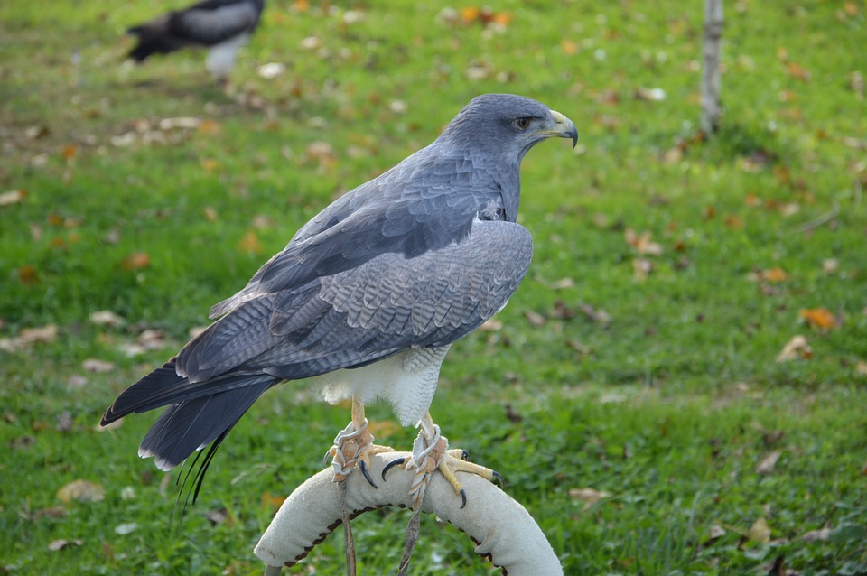 Do Hawks Eat Rabbits? A Look at Their Diet and Hunting Habits