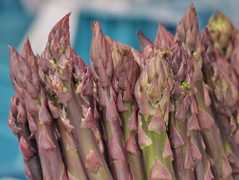 Can Rabbits Eat Asparagus? A Complete Guide