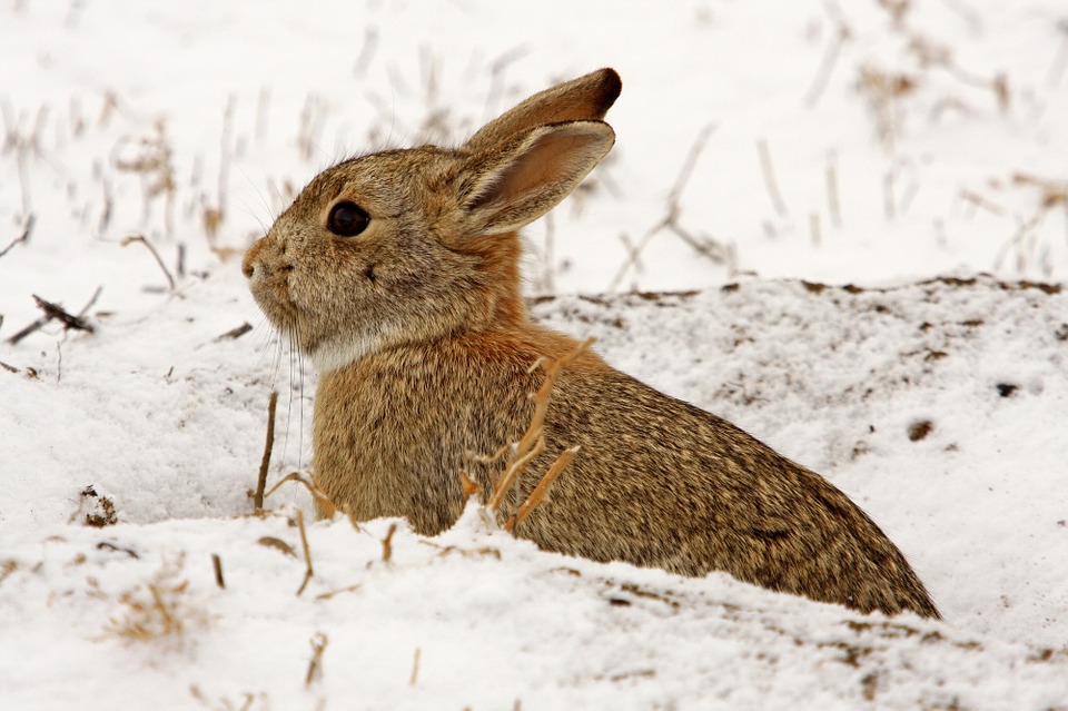 Cottontail Rabbit Diet: What Do They Eat in the Wild?