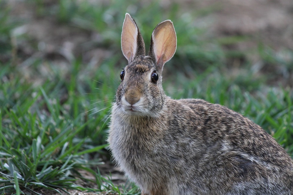 What Do Wild Rabbits Eat in the Wild? A Complete Guide