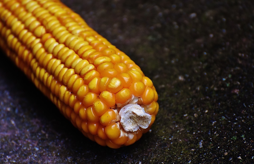 Can Dogs Eat Corn? A Guide to Safe Corn Consumption for Your Pup