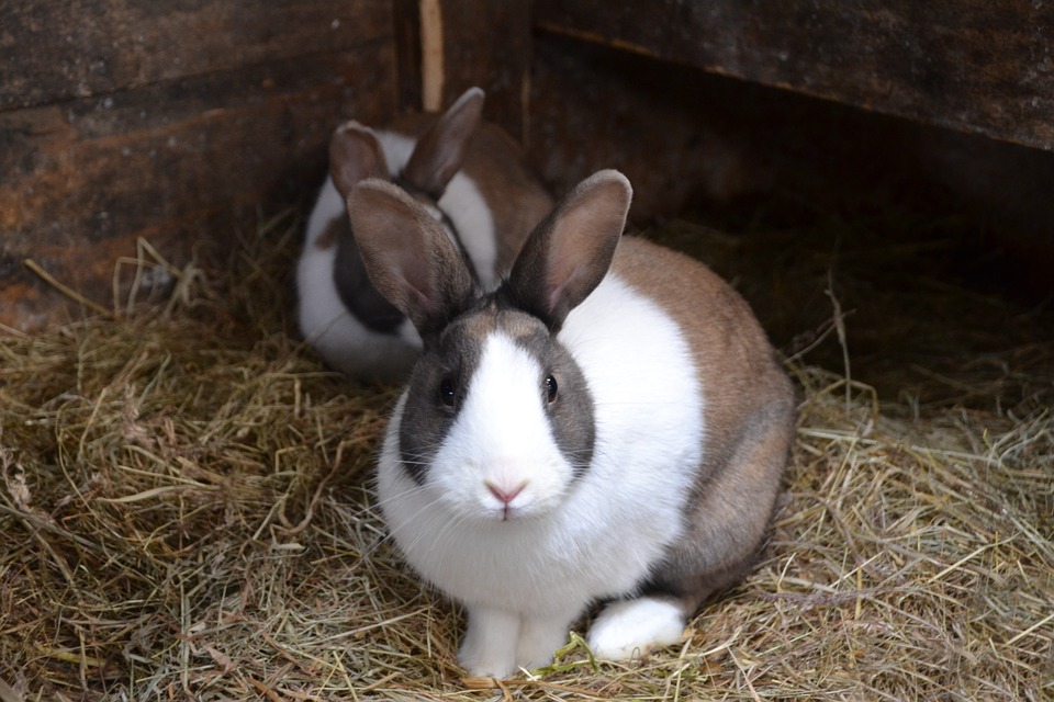 Can Cats and Rabbits Live Together Peacefully?