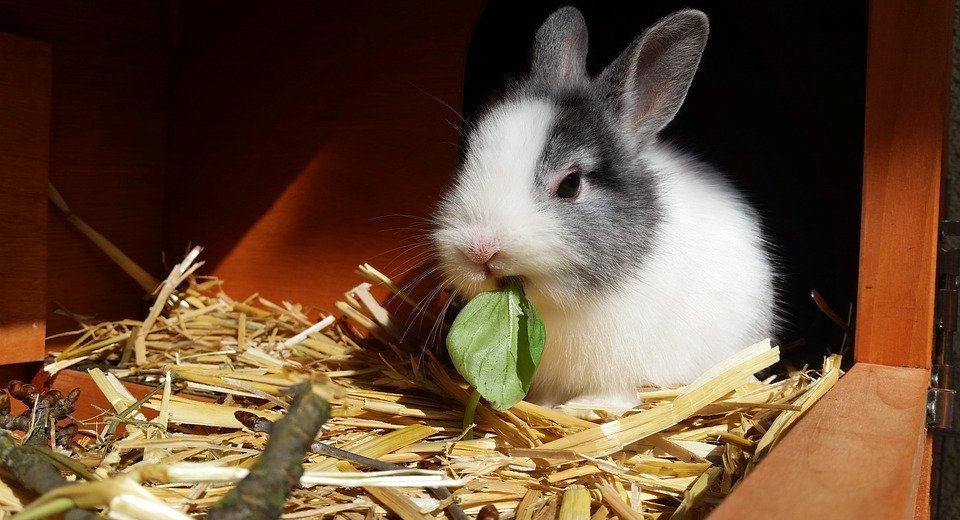 Do Owls Eat Rabbits? A Look at Their Diet and Hunting Habits