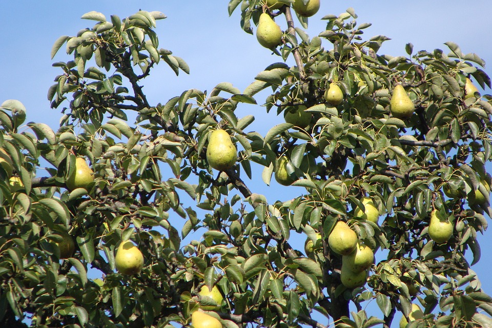 Can Dogs Eat Pears? A Guide for Pet Owners