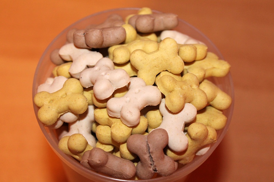 Can Dogs Eat Nuts? A Guide to Safe and Dangerous Nuts for Your Pup