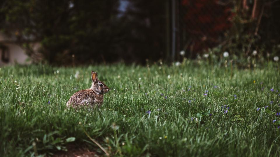 How Many Babies Do Rabbits Have? (A Complete Guide)