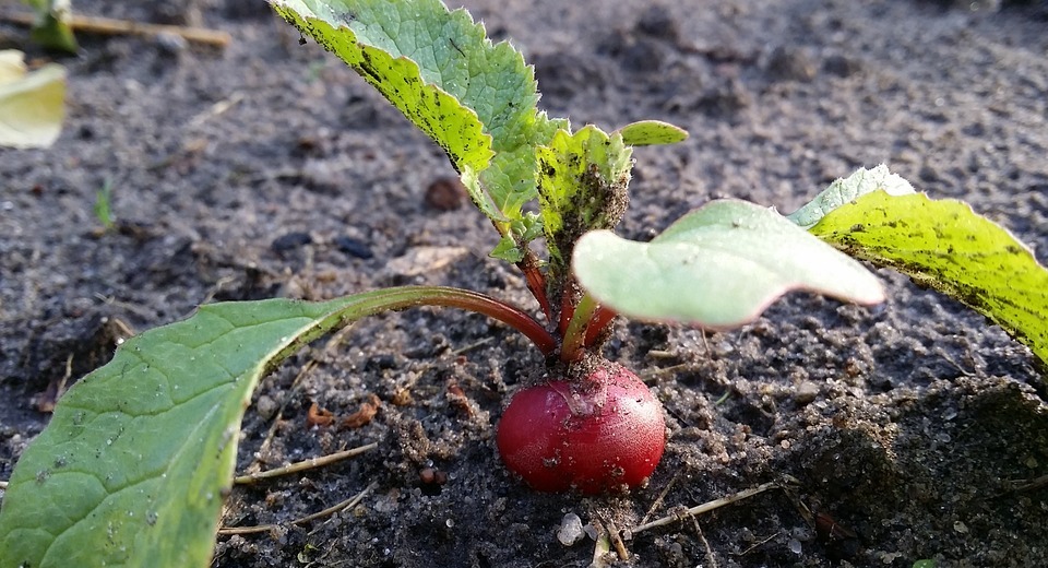 Can Rabbits Eat Radishes? A Safe Treat or Toxic Danger?