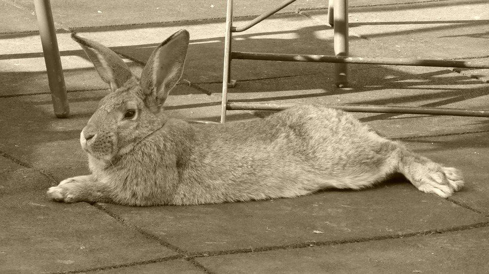 What Do Wild Rabbits Eat? A Guide to Their Diet