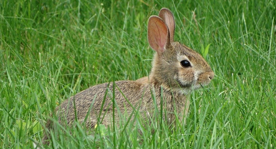 Feeding Newborn Rabbits: A Guide for First-Time Owners