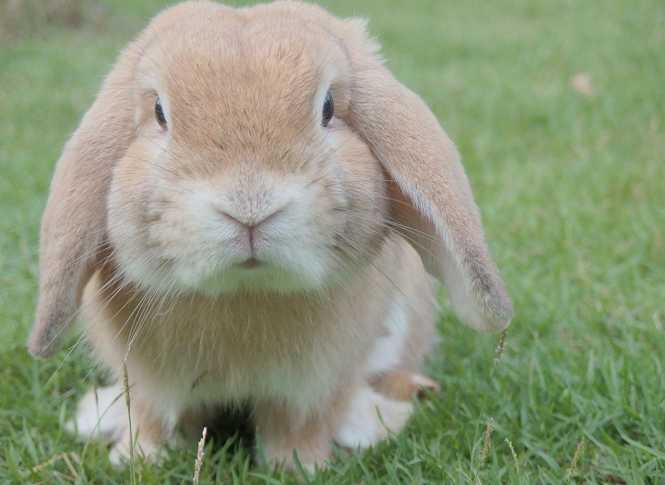 How to Keep Rabbits Out of Your Garden: Effective Tips and Tricks