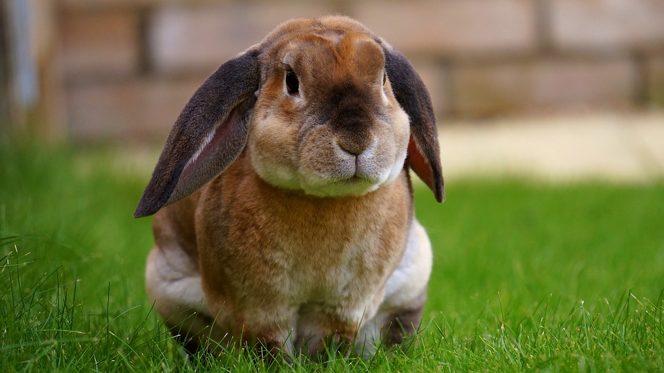 Are Rabbits Nocturnal Animals?