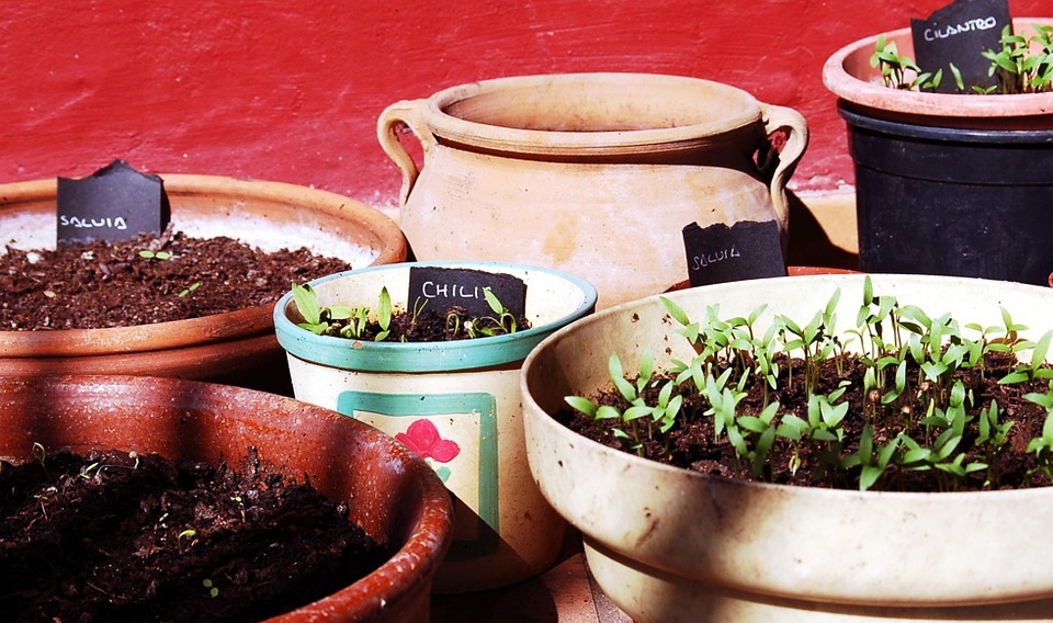 Can Rabbits Eat Cilantro? A Guide to Safe Foods for Bunnies