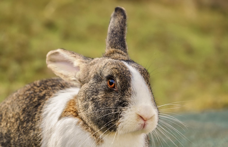 Can Rabbits Eat Zucchini? A Guide to Safe Veggies for Your Bunny