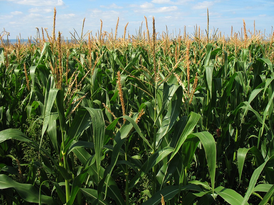 Can Rabbits Eat Corn? A Guide to Safe Rabbit Diets