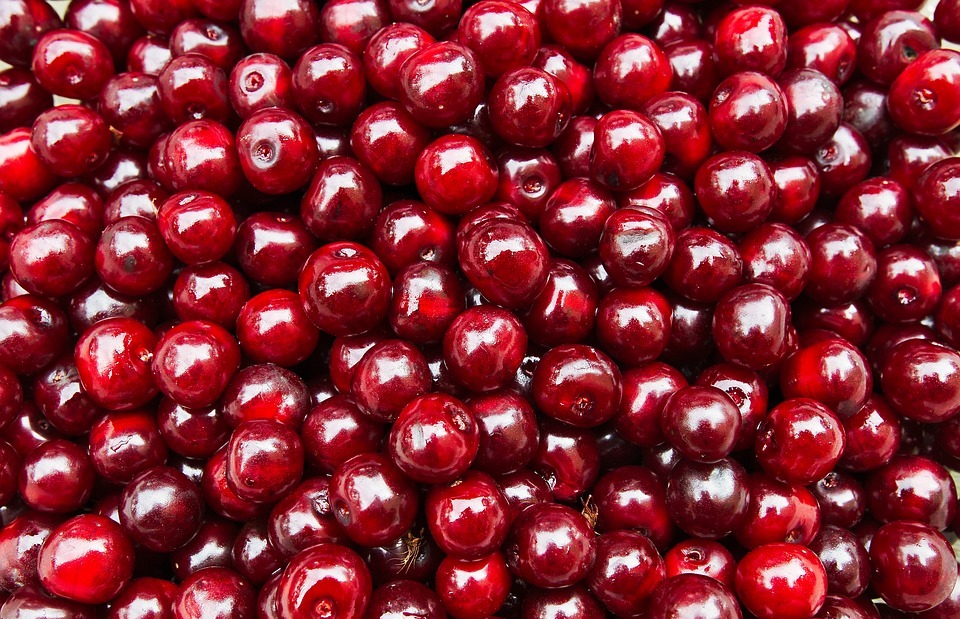 Can Dogs Eat Cherries? A Guide to Cherry Safety for Your Pup