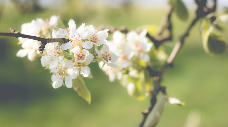 Can Dogs Eat Pears? A Guide for Pet Owners