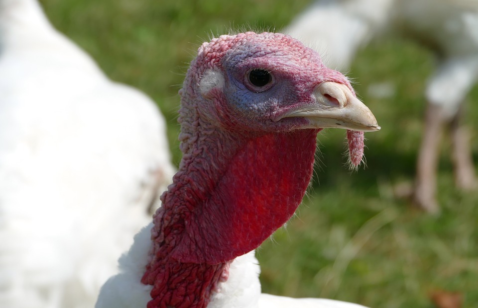 Can Dogs Eat Turkey? A Guide to Safe Feeding