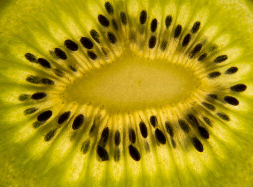 Can Rabbits Eat Kiwi? A Guide to Safe Fruits for Bunnies