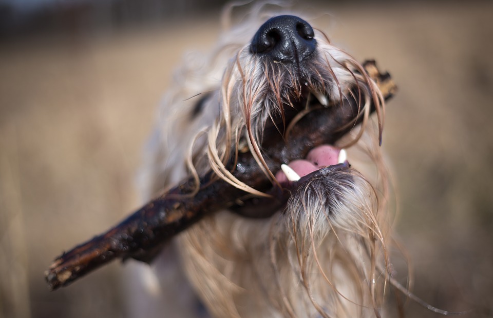 Is Cinnamon Safe for Dogs?